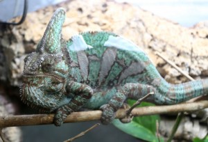 leguan 